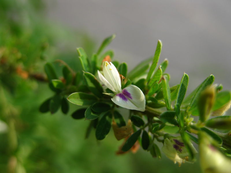 Rhodiola Rosea