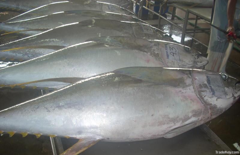 Sell Fresh Chilled Yellowfin Tuna