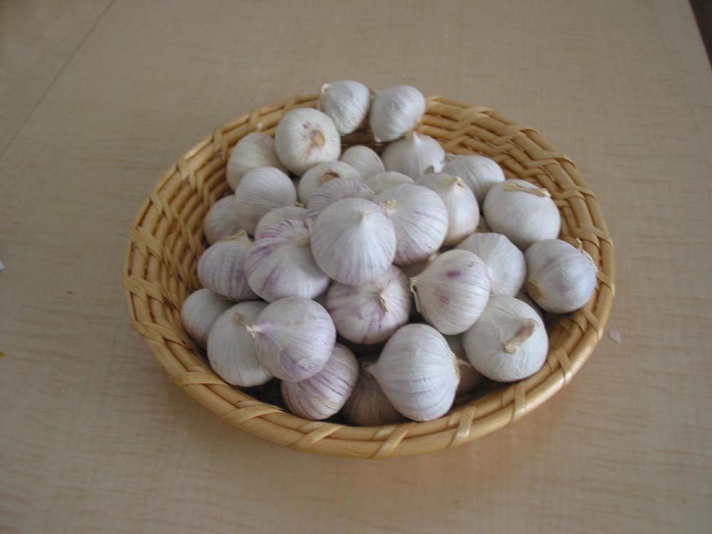 Pure White Garlic