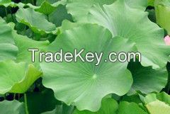 Lotus leaf extract  nuciferine 2%-50%