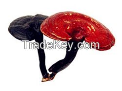 Reishi Mushroom Extract  Polysaccharides