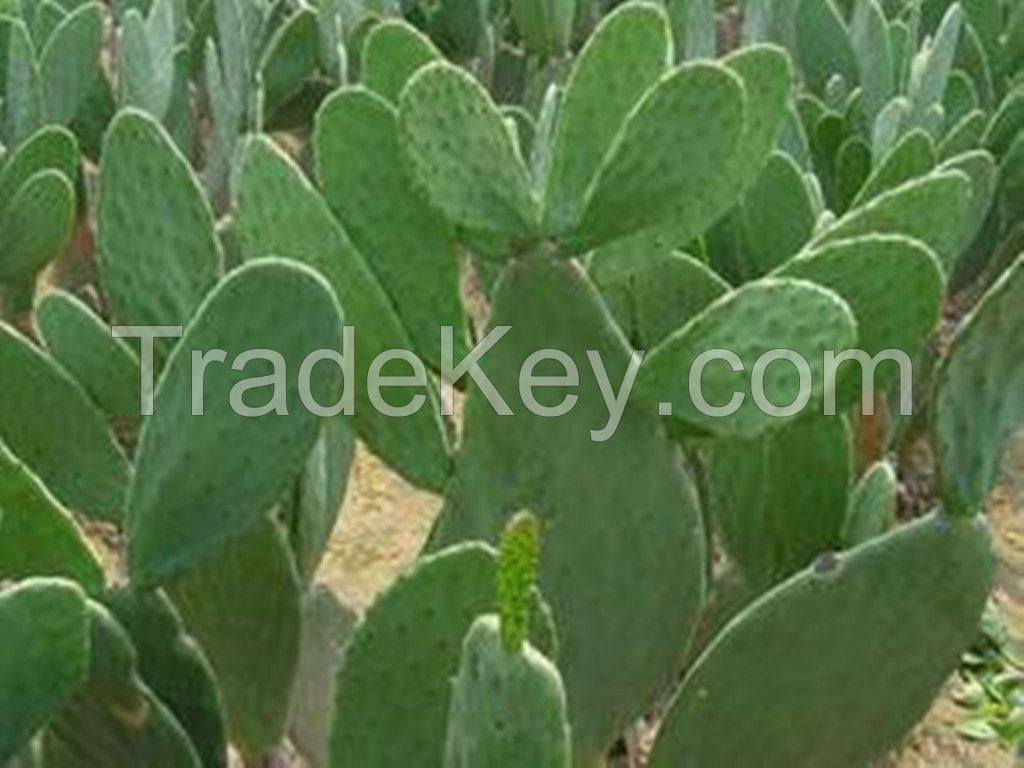 Cactus Extract 10:1 TLC