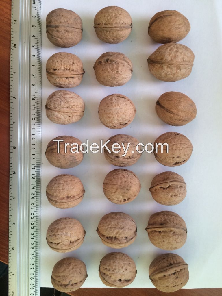 Inshell Walnuts | Walnuts Inshell | Walnut Supplier