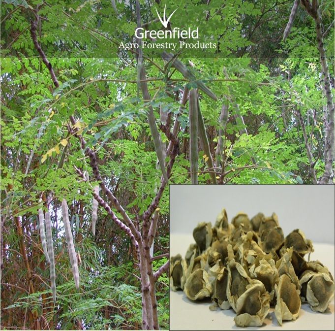 Moringa Tree Seeds ( Moringa oleifera )