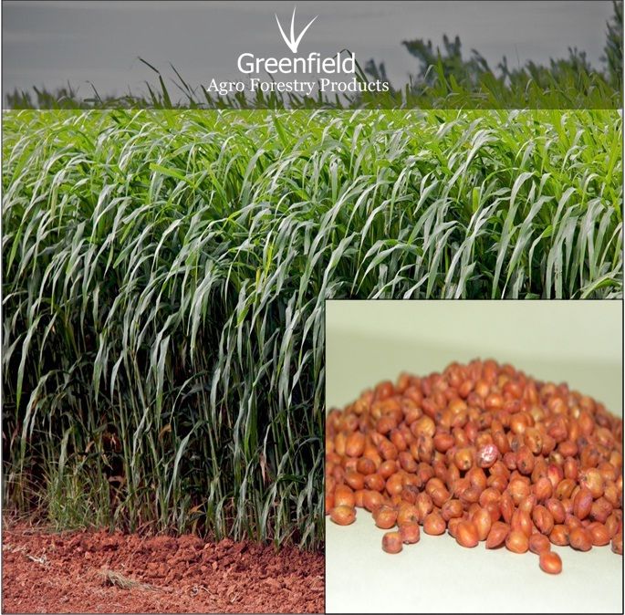 Red Sudan grass seeds ( Sorgham sudan )