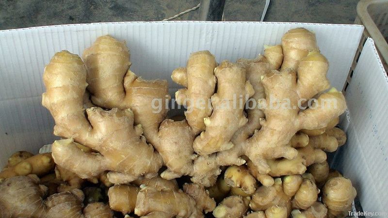 Chinese Dry Ginger