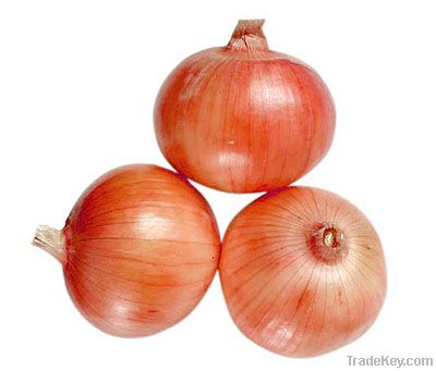 Quality Fresh Onions