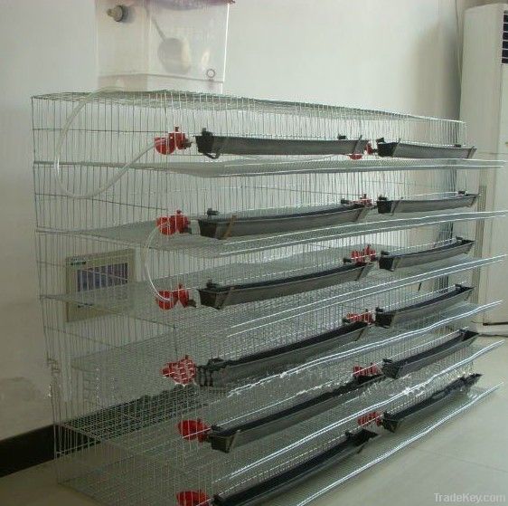 quail cages for sale