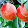 Peach Fruit