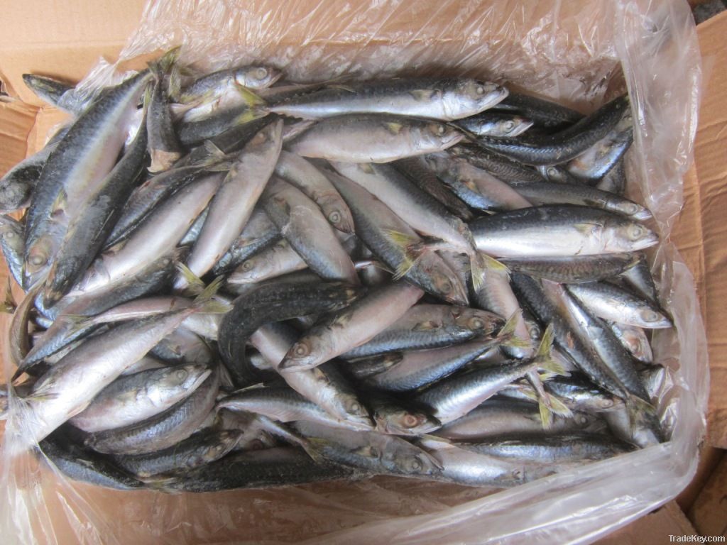 frozen mackerel
