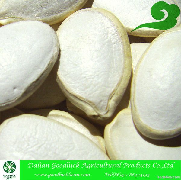 Snow White Pumpkin Seeds, 9cm~14cm