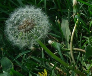 Dandelion