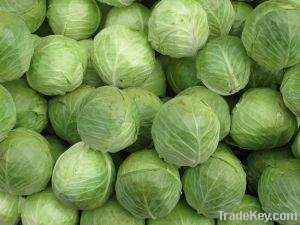 fresh cabbage