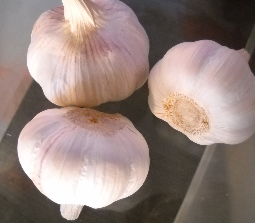 fresh garlic