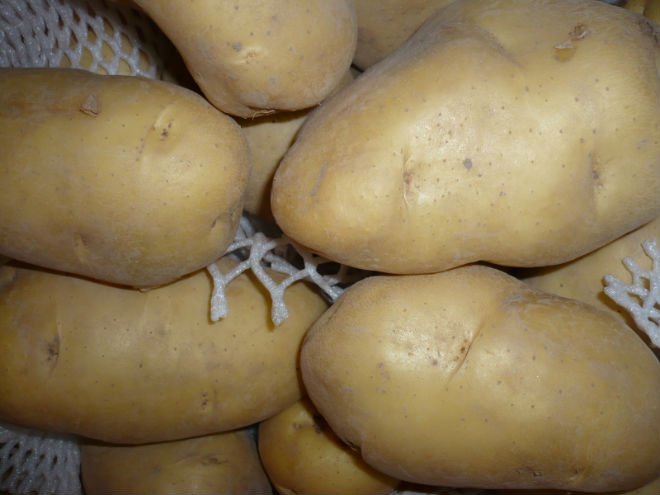 fresh potato