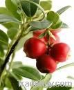 Cranberry Extract (Anthocyanin;Oligomeric Proantho Cyanidins)