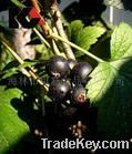 Black Currant Extarct(5%-25% Anthocyanin)