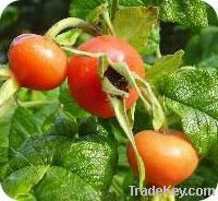 Rose Hip Extract