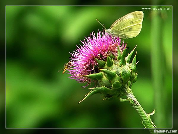 Milk Thistle Extract (Silymarin, Silybin)