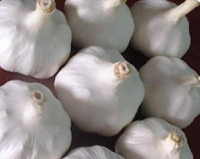 normal white garlic