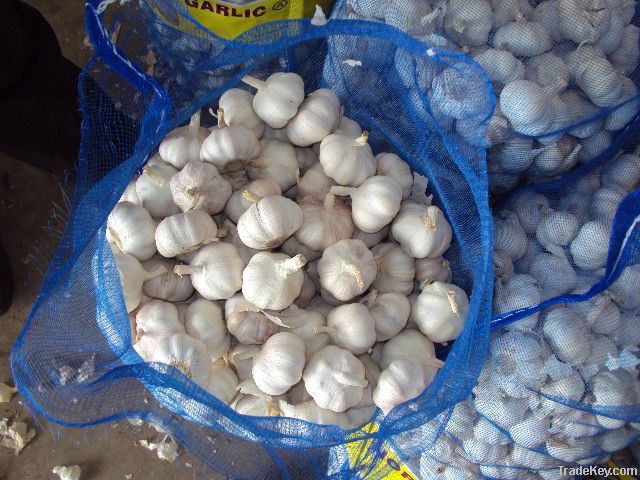 Normal and pure white garlic in 20kg bag