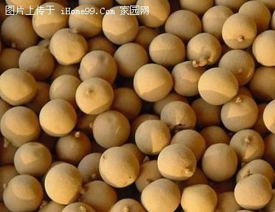 Dried longan Fruits