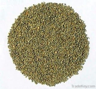 Green millet