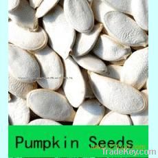 Snow White Pumpkin Seeds