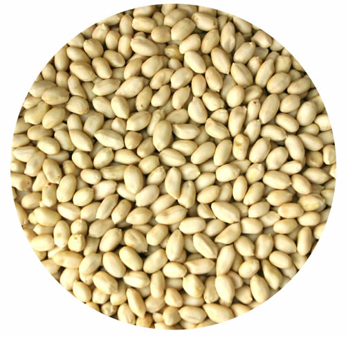 Blanched Peanuts Exporter