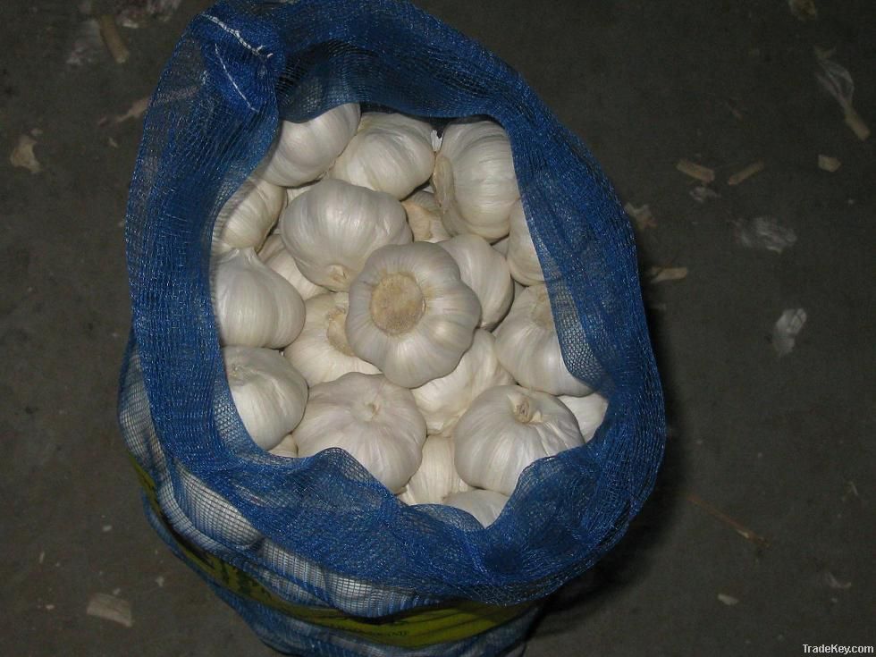 pure white garlic