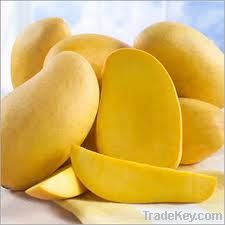 Organic Fresh Mangoes