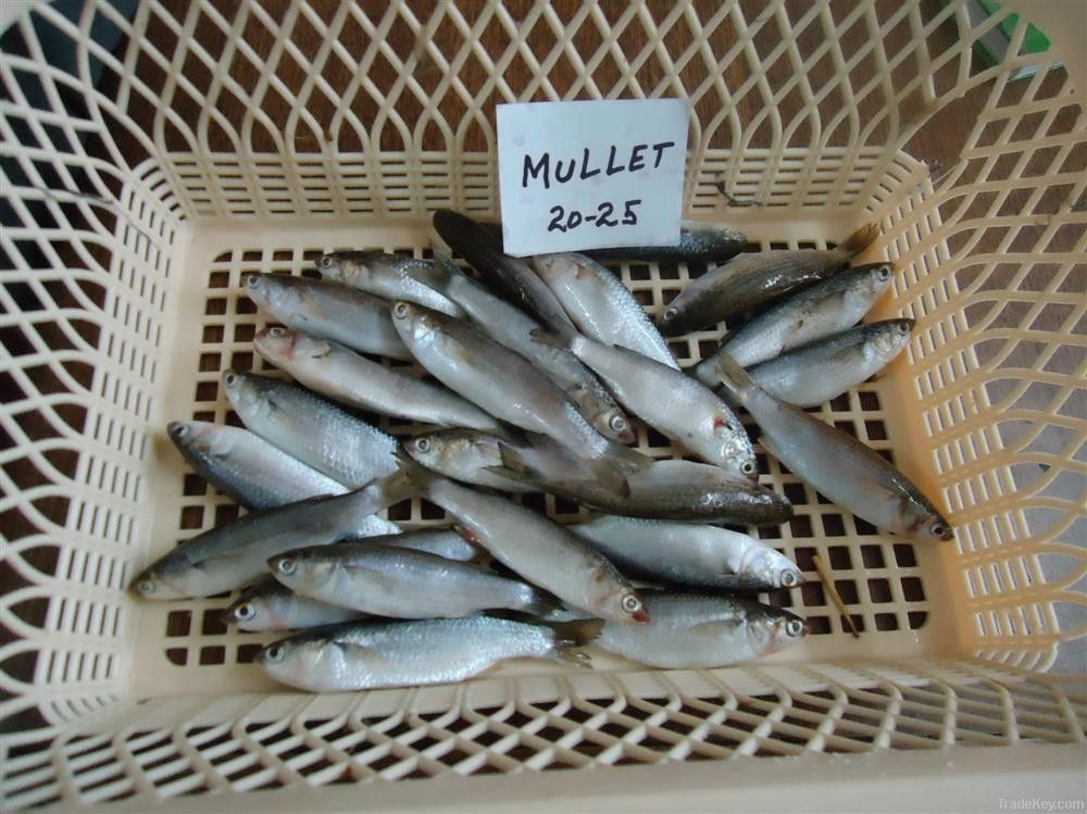 Frozen Mullet Fish