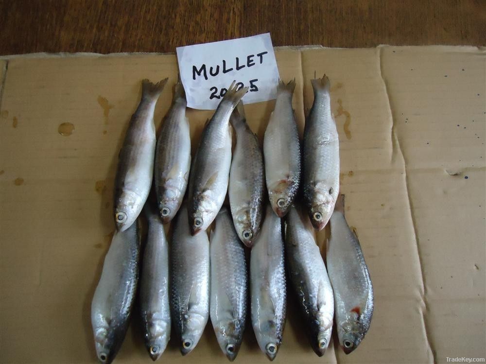 Frozen Mullet Fish