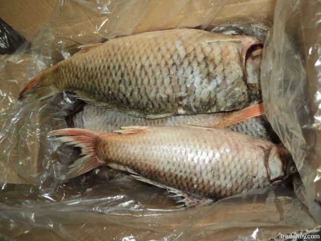 FROZEN GULFAM FISH