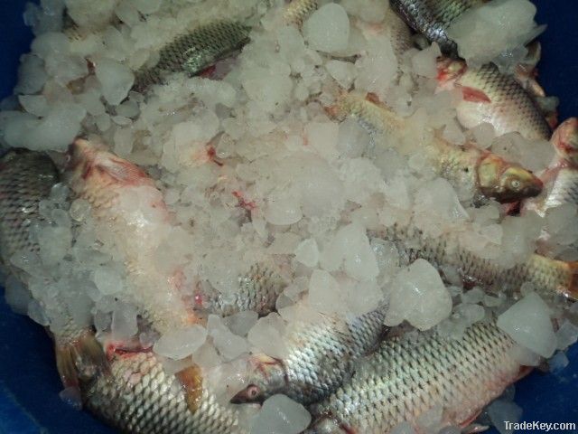 FROZEN CROAKER FISH