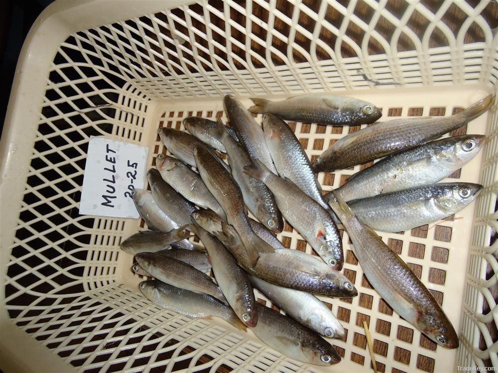 FROZEN CROAKER FISH