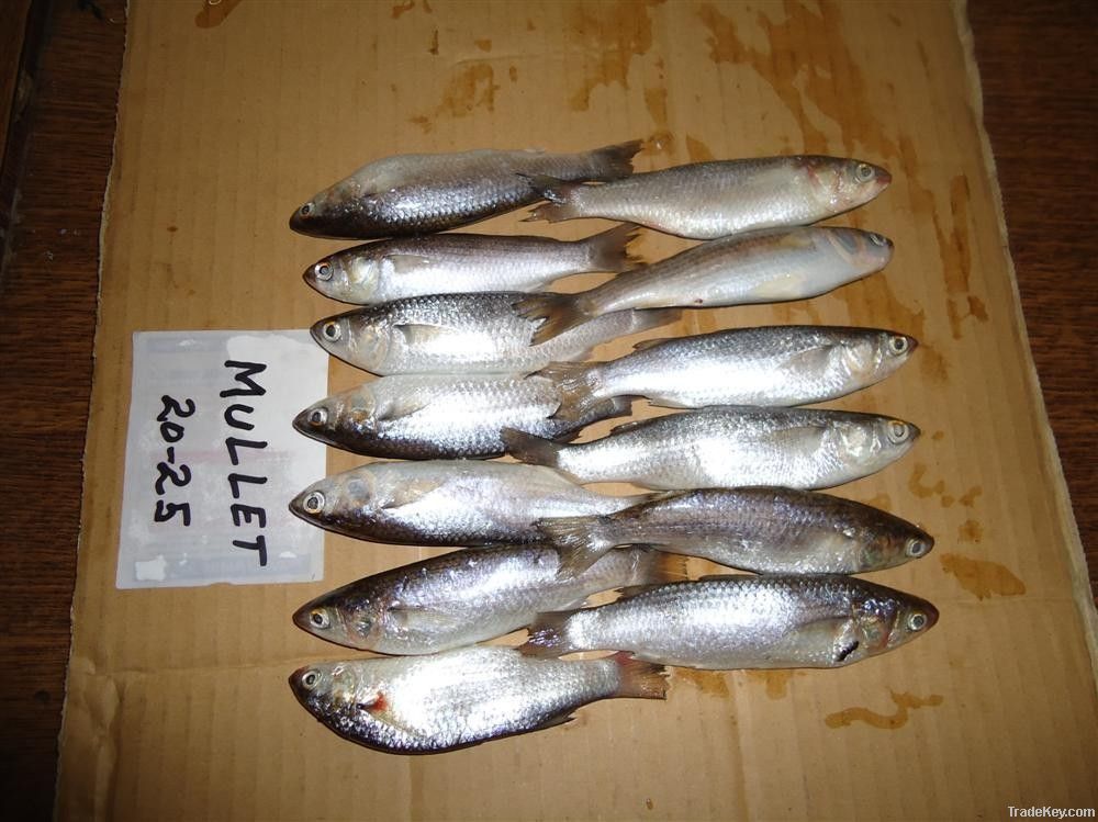 FROZEN CROAKER FISH