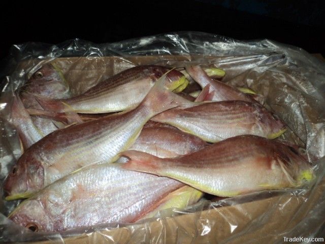 FROZEN JAPANESE THREADFIN BREAM FISH