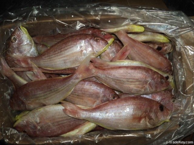 FROZEN JAPANESE THREADFIN BREAM FISH