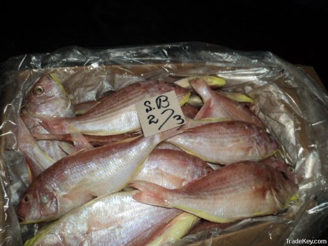 FROZEN JAPANESE THREADFIN BREAM FISH