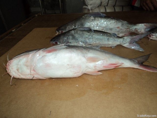 FROZEN CAT FISH