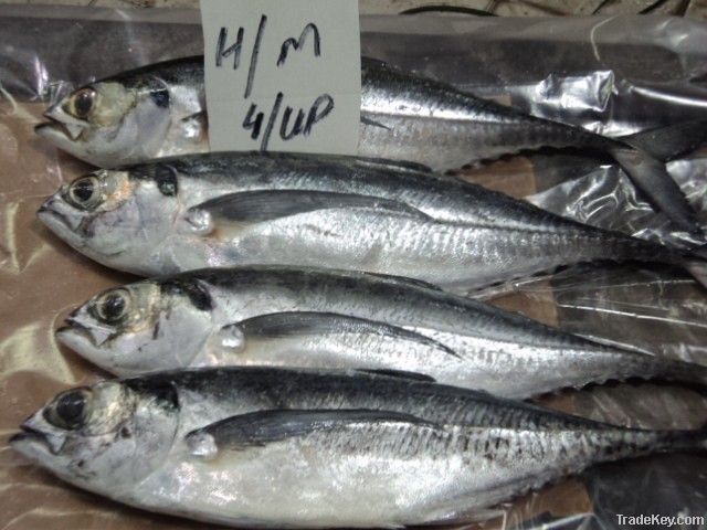 FROZEN HORSE MACKEREL FISH