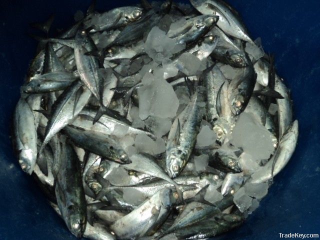 FROZEN HORSE MACKEREL FISH