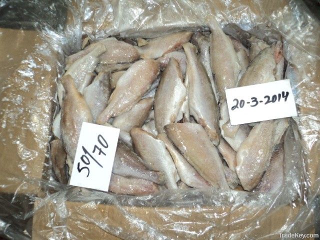 FROZEN SILVER CROAKER FISH