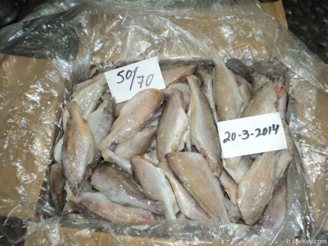 FROZEN SILVER CROAKER FISH