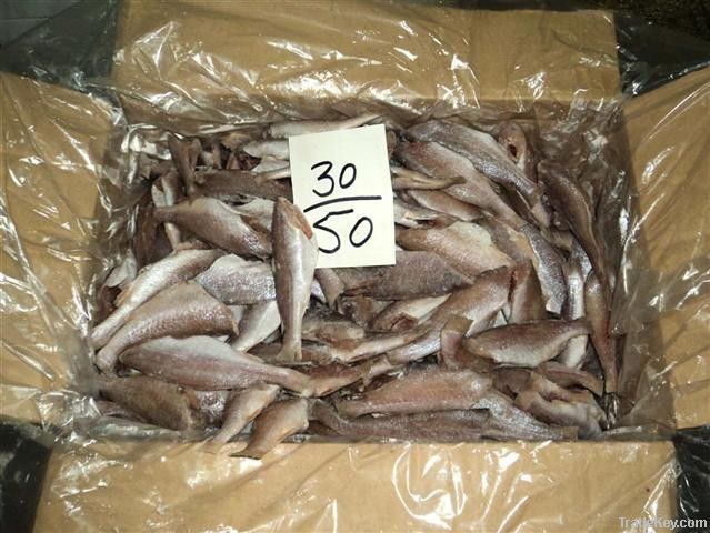 FROZEN SILVER CROAKER FISH