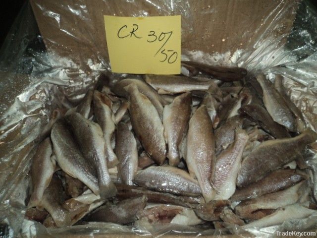 FROZEN SILVER CROAKER FISH