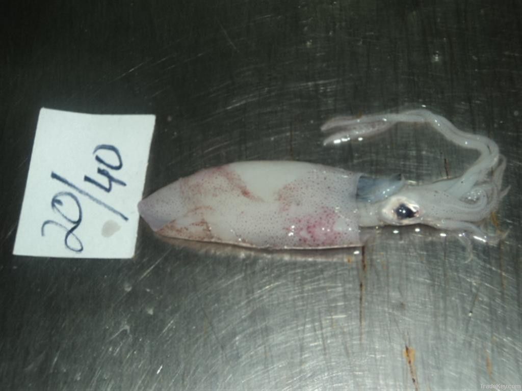 FROZEN SQUID WHOLE FISH