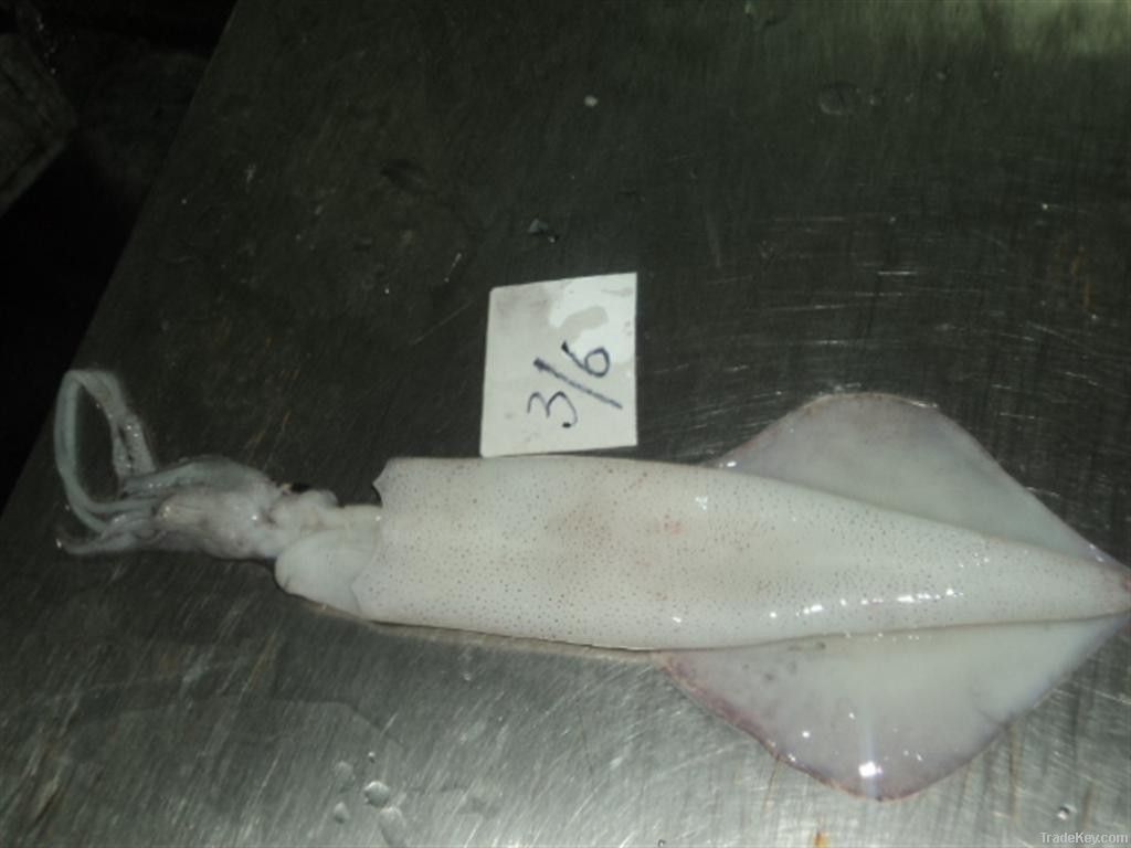 FROZEN SQUID WHOLE FISH