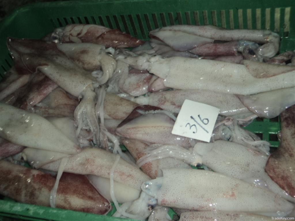 FROZEN SQUID WHOLE FISH